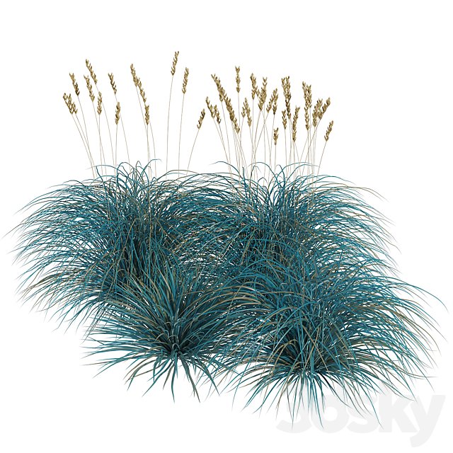 Blue Fescue Grass