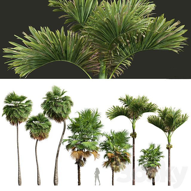 Acoelorrhaphe Wrightii and Borassus Flabellifer and Areca Catechu Decorative Garden Fruit