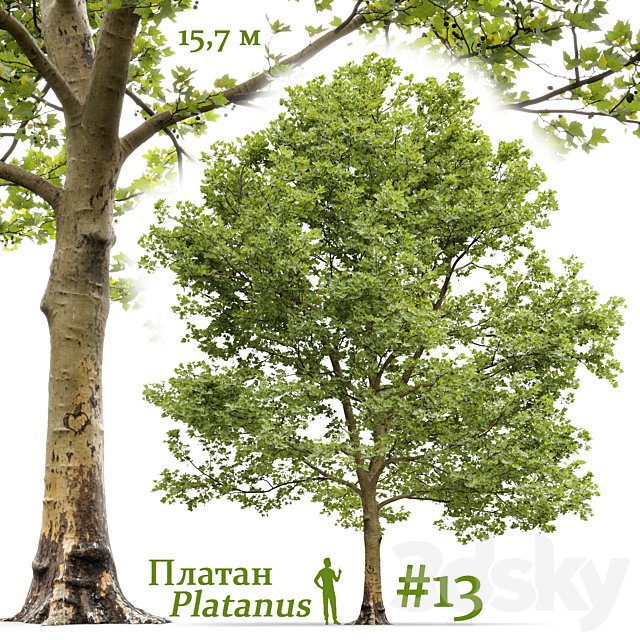 Plane-tree / Sycamore / Platanus #13