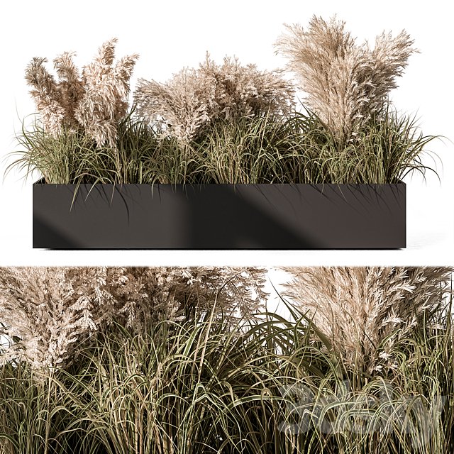 Pampas Plants - Outdoor Plants Set 433