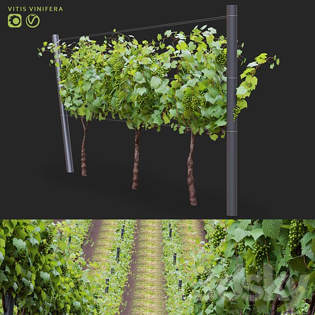 Grapes cultivated | Vitis vinifera