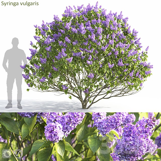 Syringa vulgaris