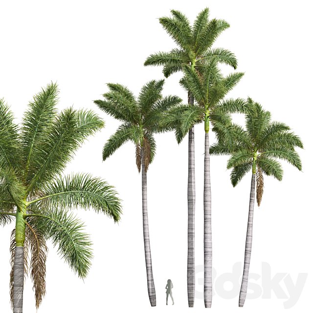 New Plant High detail Roystonea Regia
