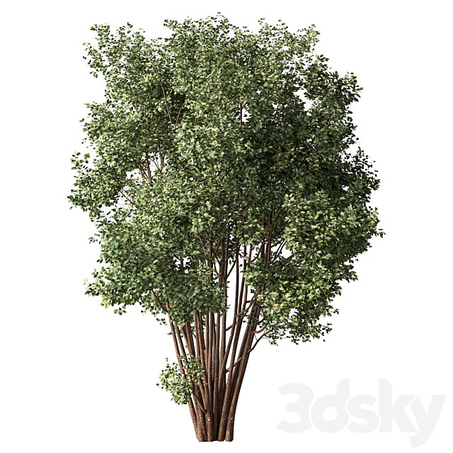 Tree Set.315