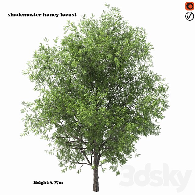shademaster honey locust