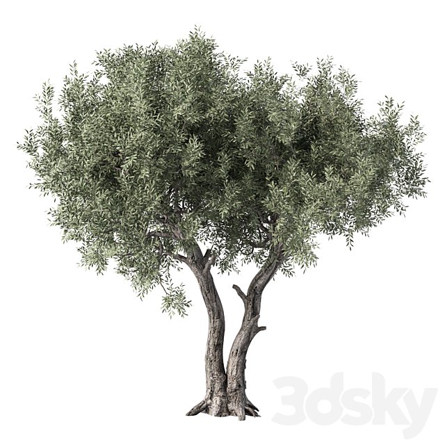 Olive Tree Set.239