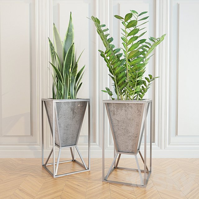 Zamioculcas sansevieriya