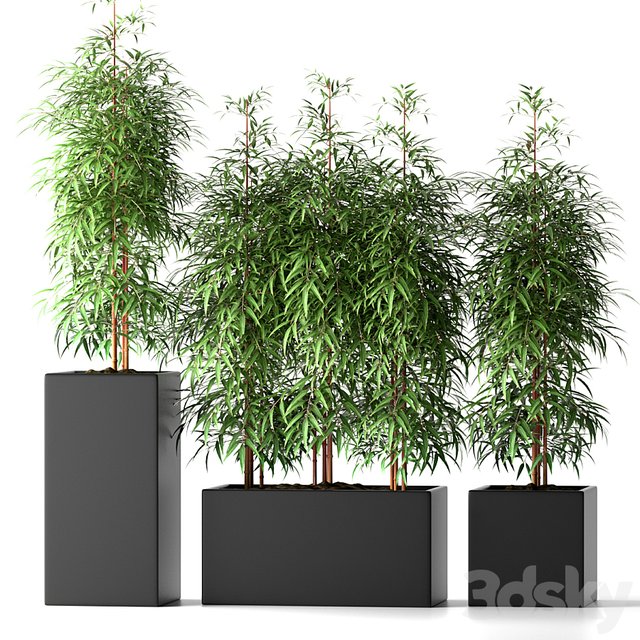 BAMBOO PLANTS 20