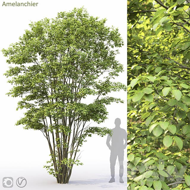 Amelanchier #5