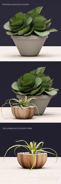 Succulents