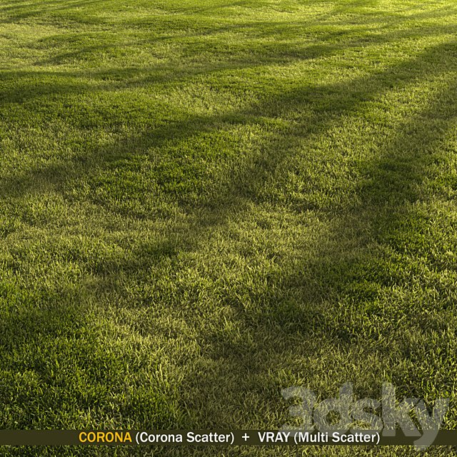Forest grass