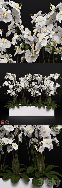 Orchid (phalaenopsis) bouquet 3