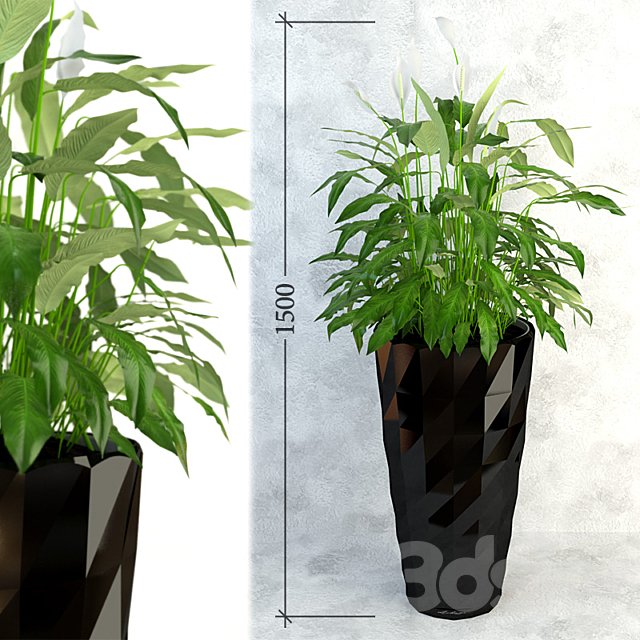 Spathiphyllum