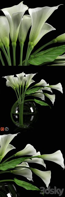 Calla Lily