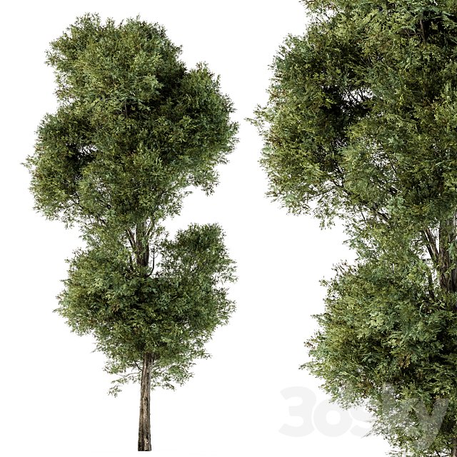 Tree Green Maple - Set 98