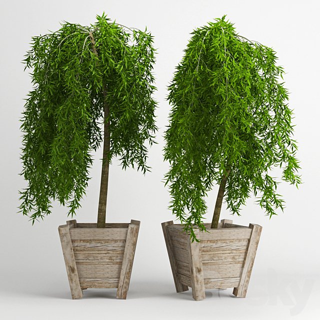 weeping larch (Larix)