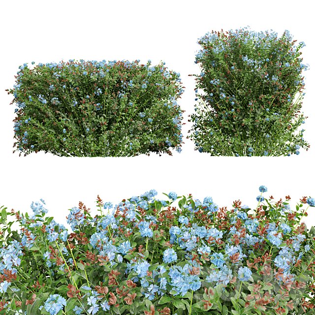 New Plant Ceratostigma Plumbaginoides Bleiwurz Box