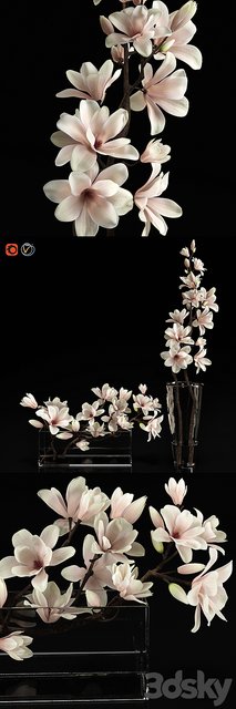 Magnolia 2