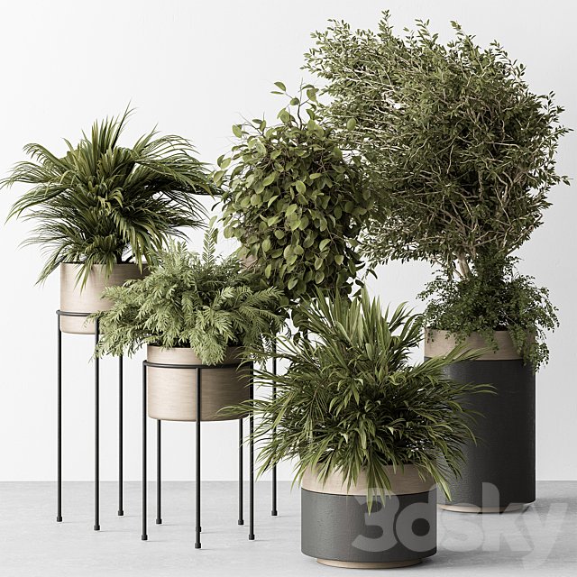 indoor Plant 442 - Tree and Bush