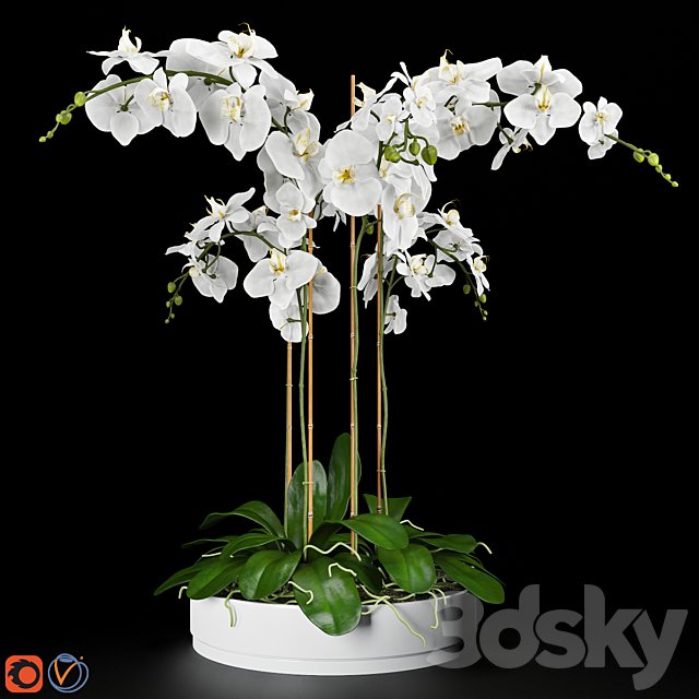 Orchid 5