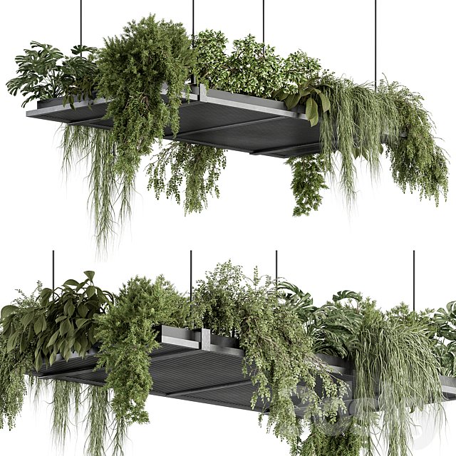 indoor Plant 443 - Hanging Plants