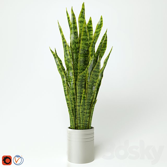 Sansevieria, "snake plant", "Teschin language"