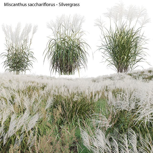 Miscanthus sacchariflorus - Silvergrass 02
