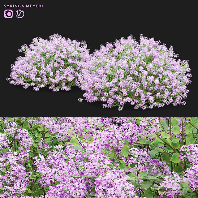 Mayers lilac bushes | Syringa meyeri