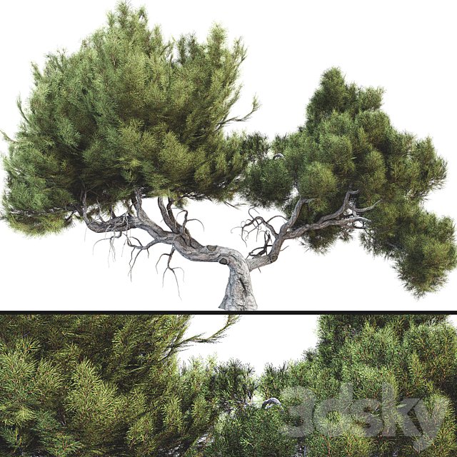 Tree 007