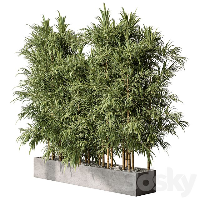 Bamboo Plants - Outdoor Plants 469