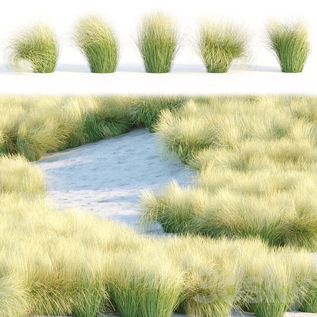Maram Grass collection vol 155
