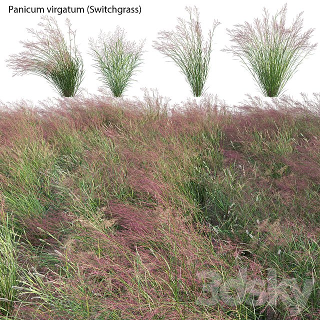 Panicum virgatum (Switchgrass)