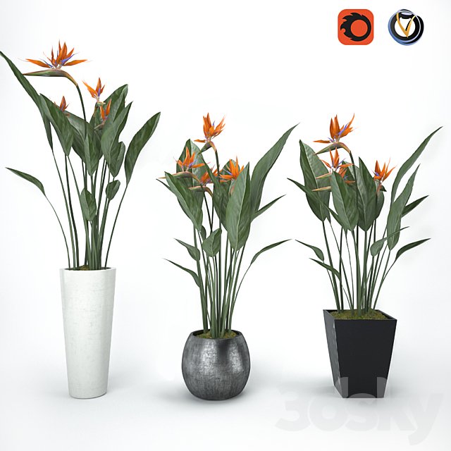 Strelitzia