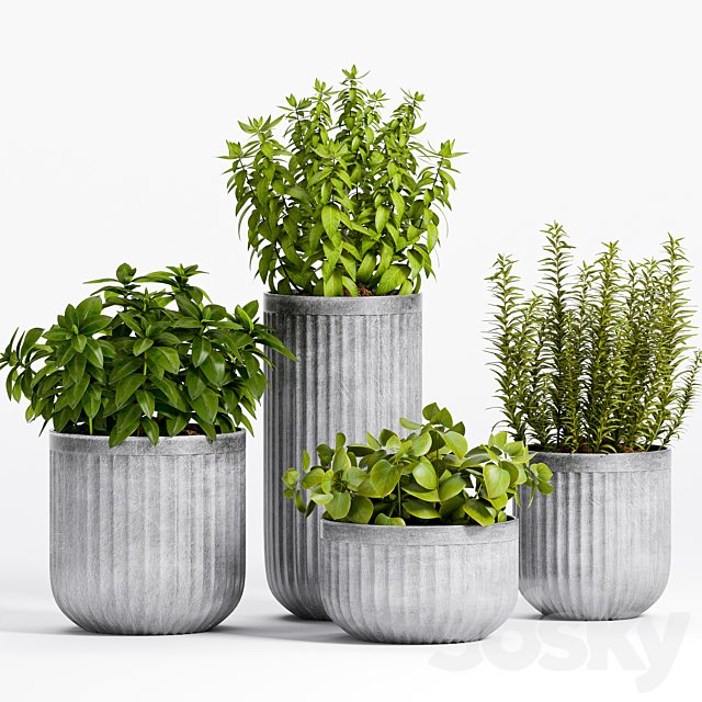 PLANT -14