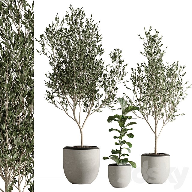 indoor plant set 43