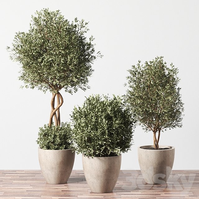 Indoor Plant Set 01