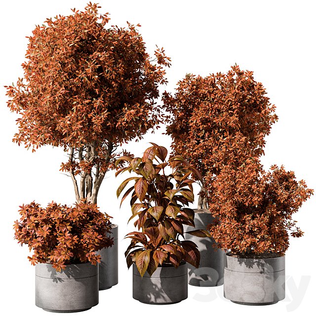indoor Plant 463 - Tree and Bush