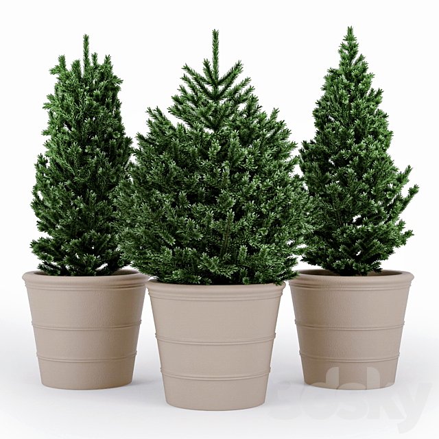 Fir tree