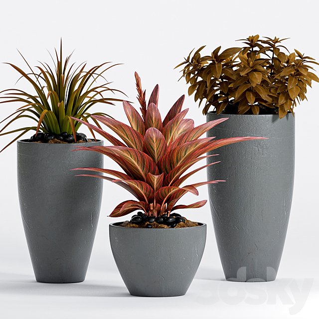 PLANT -17