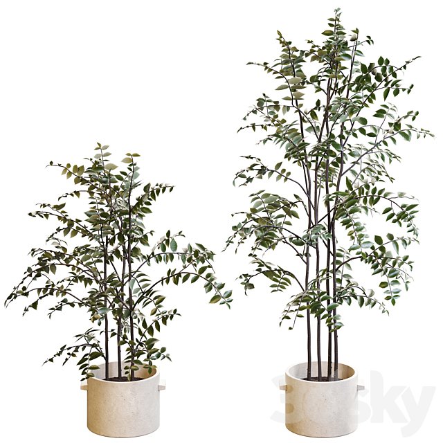 Set of indoor plants 001