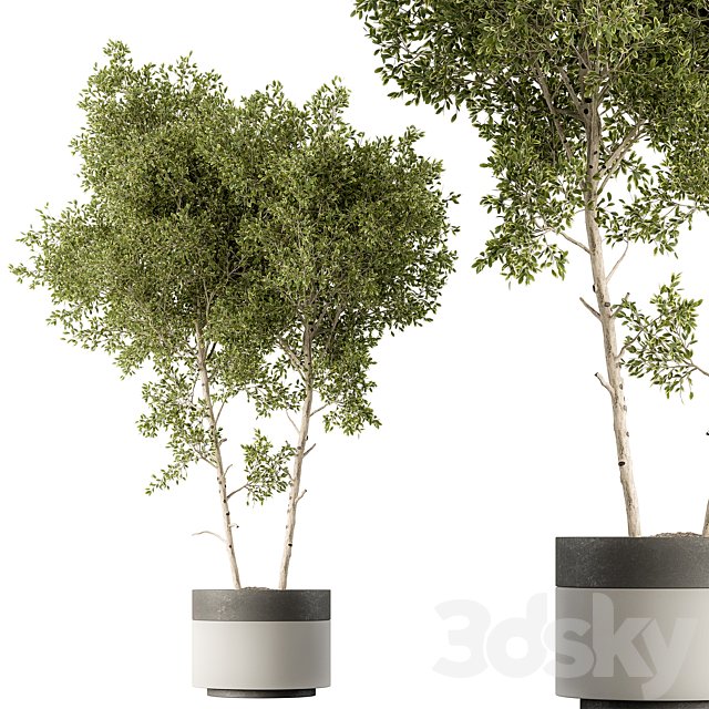Outdoor Plants 472 - Tree in Pot