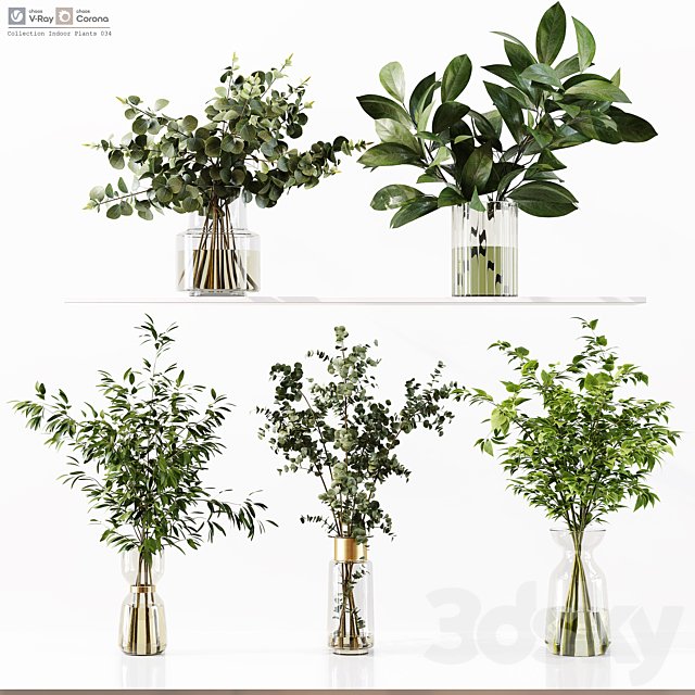 Collection Indoor Plants 034