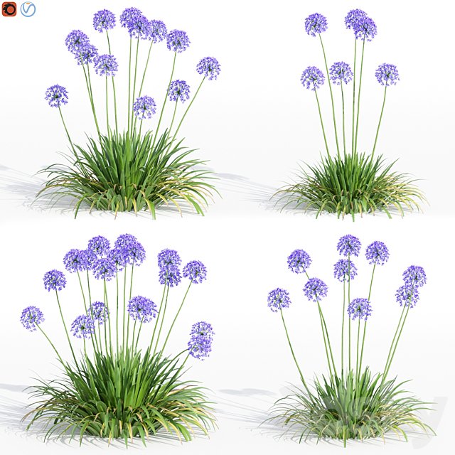 Agapanthus Collection for design