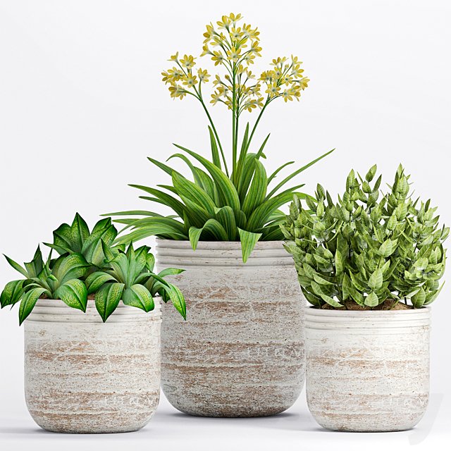 PLANT -19