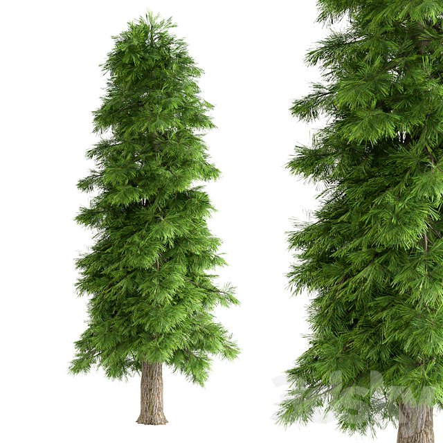 Pine Tree No.26