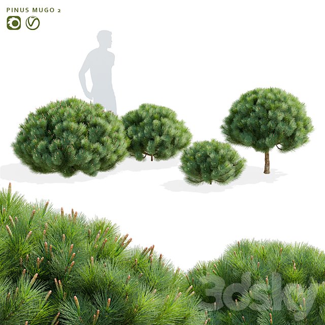 Mountain pine | Pinus mugo 2
