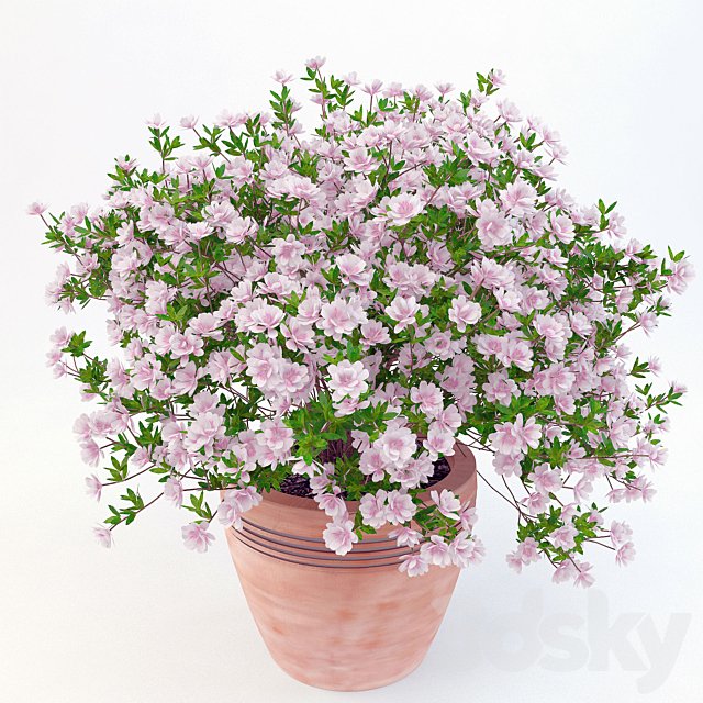 potted plant Azalea 001
