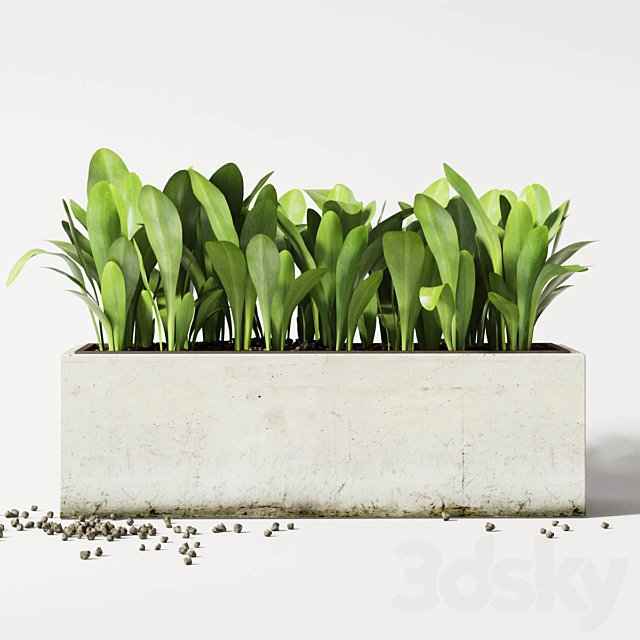 plant 1