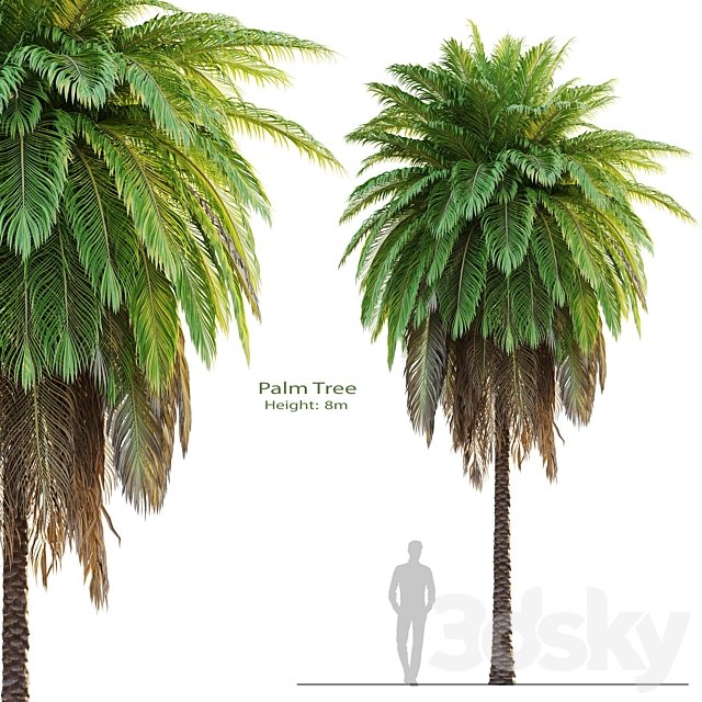 tree set 08-Palm Tree-C