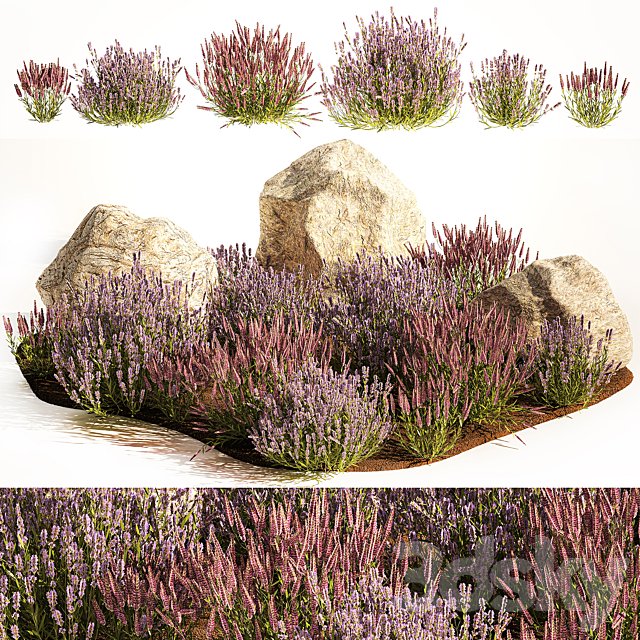 A set of lavender bushes for the garden and alpine slide, boulder, stone, catnip, sage, wild flowers. 1191